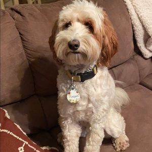 Meet your Posher, Darcie